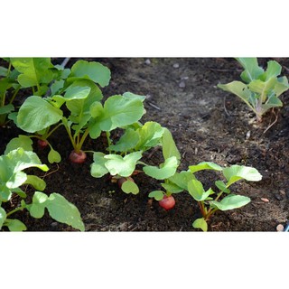 Bán COMBO 3 gói hạt giống củ cải tròn đỏ F1 TẶNG 1 phân bón tại Hạt Giống Bốn Mùa