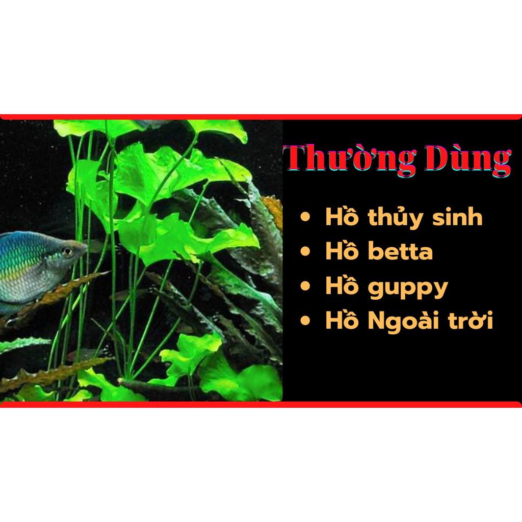 Cây thủy sinh súng dù-Huấn Sinh Vật Cảnh-đẹp,ít chăm sóc,ít chết,hợp các hồ thủy sinh,betta,guppy và ngoài trời