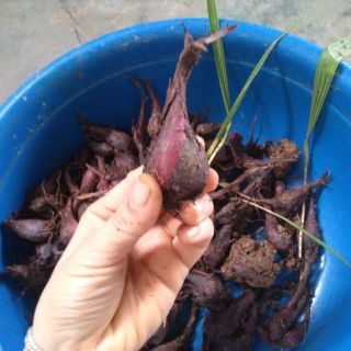 Củ  giống sâm đại hành tỏi đỏ