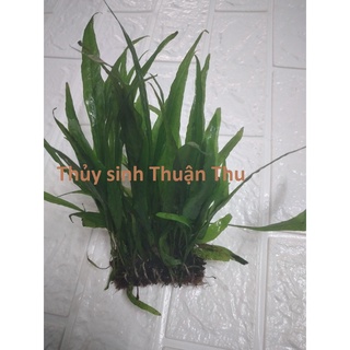 Dương xỉ lá hẹp_Cây thủy sinh dễ trồng không cần co2