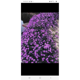 10 cây ngũ sắc tím rủ