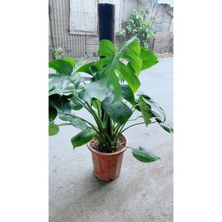 Trầu Bà Lá Rách Leo(trầu bà lá sẻ leo)