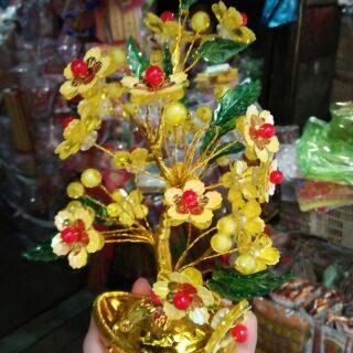 Cây mai kim Tiền tài lộc