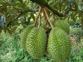 cây giống sầu riêng ri 6