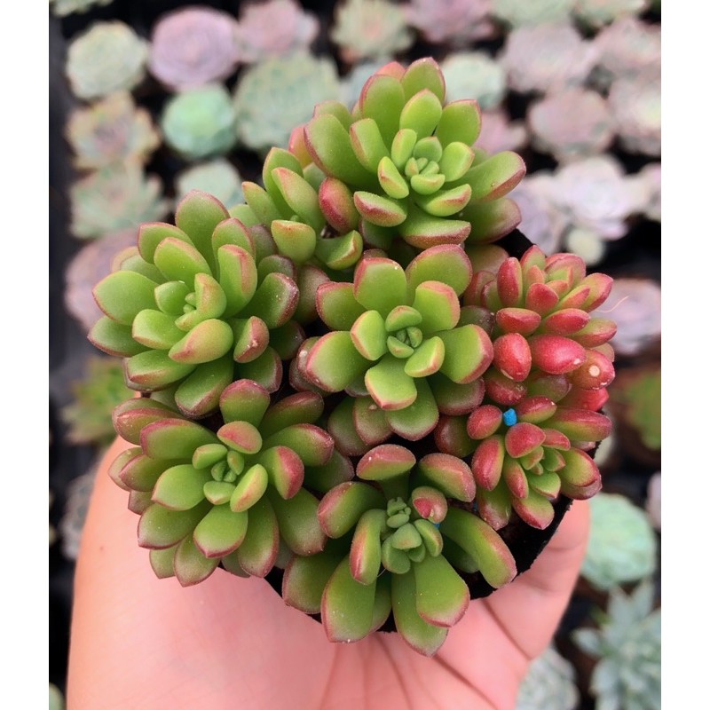 Sen đá size nhỏ ngẫu nhiên