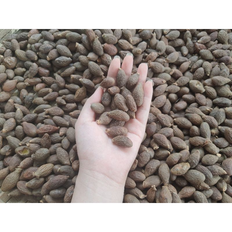 Hạt đười ươi bay rừng trái to *hình tự chụp*