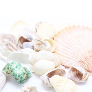 Sò trắng trang trí 100 gr