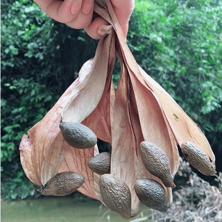 HẠT ƯƠI RỪNG Quảng Nam