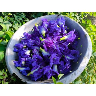Hoa Đậu Biếc Tươi 10 Bông