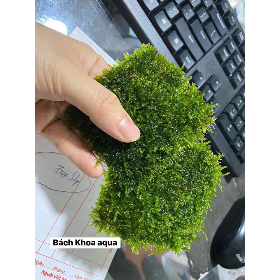 Cây thủy sinh- Rêu Minitaiwan 10x10cm