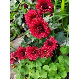 Hoa cúc cổ sơn la(cây giống cao khoảng 10-25cm)