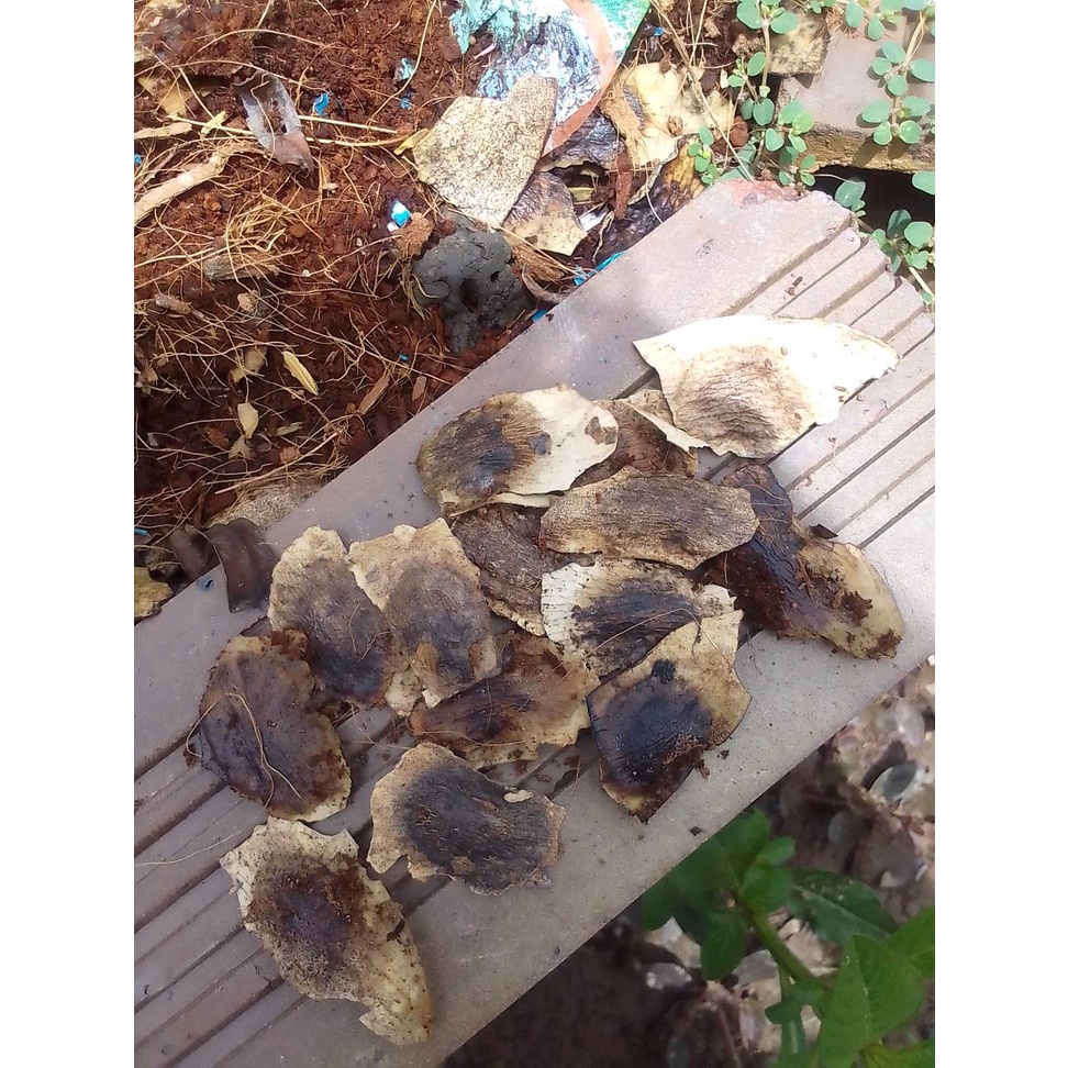 100 gram quả sưa trắng