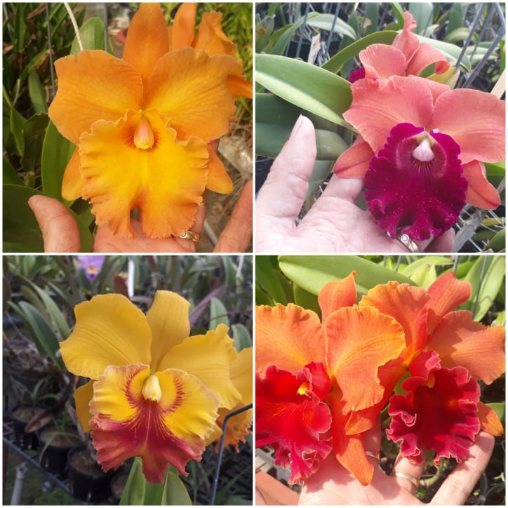 combo 3 cây giống Cattleya  thái