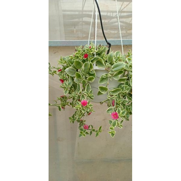 Chậu Cây BaBy Sun - cây kiểng lá có hoa đẹp - Heartleaf Iceplant