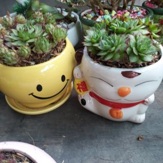 💟  Cây sen đá để bàn kèm chậu 💦