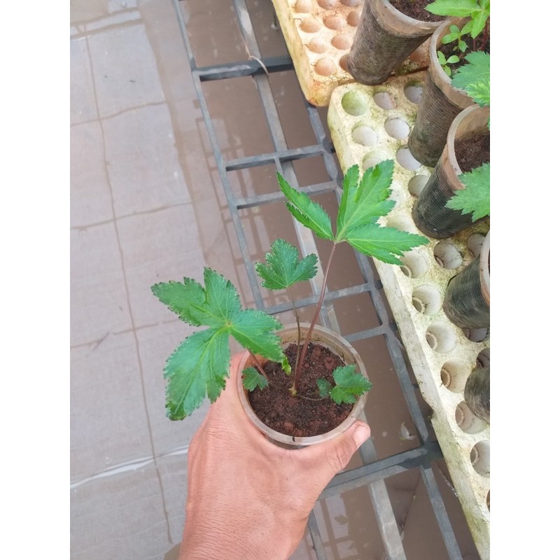cây giống sâm đương quy