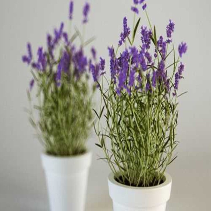 50h hạt giống hoa oải hương Lavender