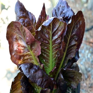 Hạt giống xà lách Romaine đỏ - gói 10gram