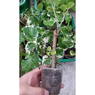 cây đinh lăng cẩm thạch lá to