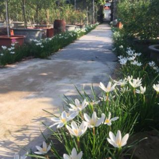 1Củ hoa hệ mưa màu trắng