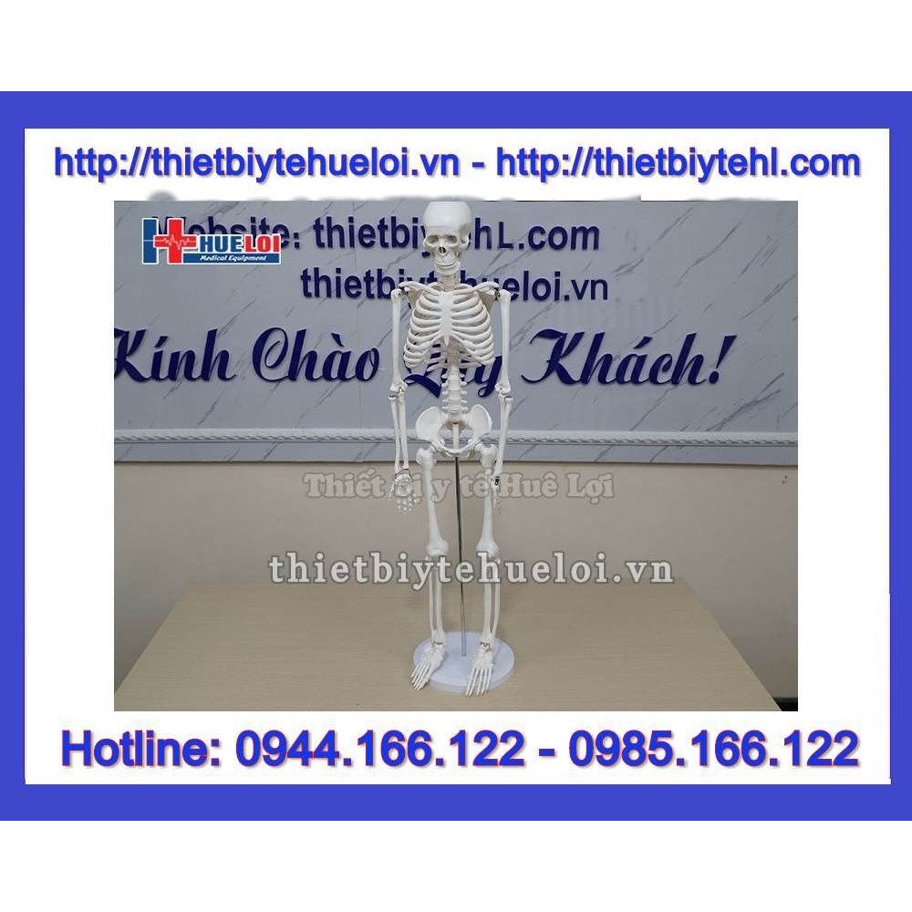 Mô hình hệ xương người 85cm