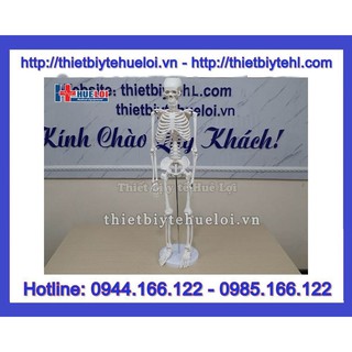 Mô hình hệ xương người 85cm
