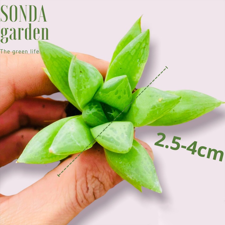 Sen đá ngọc lá lớn SONDA GARDEN size mini 2.5-4cm, xuất xứ Đà Lạt, khoẻ đẹp, lỗi 1 đổi 1