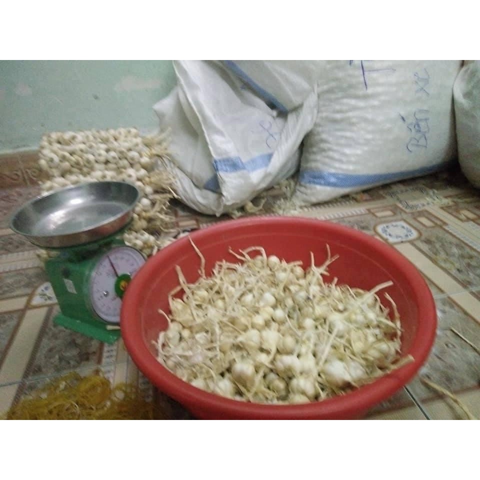 Tỏi Lý Sơn - Loại tỏi nhiều tép - Trồng tại đảo Lý Sơn