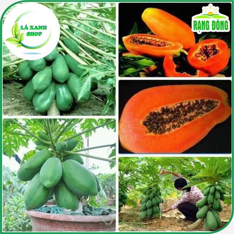 Hạt Giống Đu Đủ Lùn Thái Lan F1 Trái Sai, To, Ruột Đỏ, Ngọt ( gói 5 hạt) - Hạt giống Rạng Đông