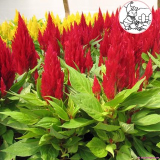 HẠT HOA MỒNG GÀ ĐỎ ĐUÔI PHỤNG - GÓI 0,3 GRAM