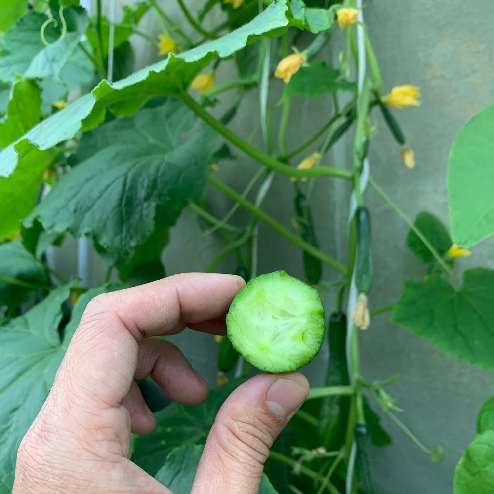 Hạt giống dưa chuột chùm, dưa leo Baby siêu trái - F1 tự thụ phấn