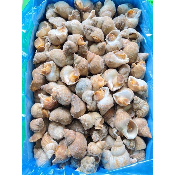 Ốc Bulot Pháp size 30 50 bịch 1kg