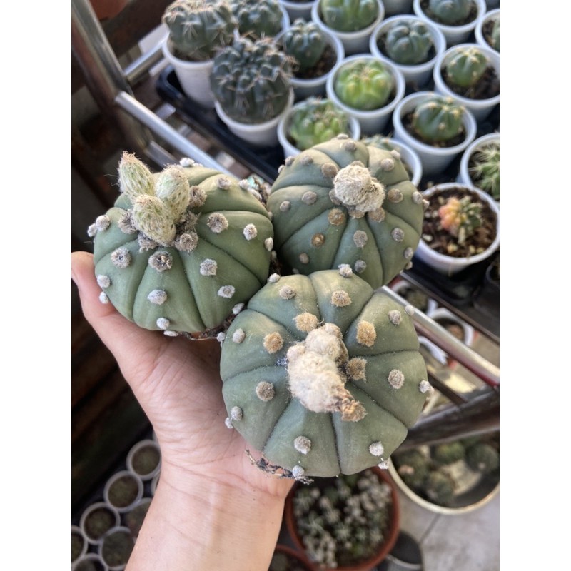 XƯƠNG RỒNG ASTER 6-7CM