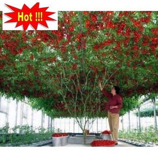 Cà Chua Bạch Tuộc ( Cà chua leo giàn) 30 hạt