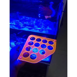đế frag san hô góc hồ cá