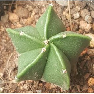 Xương rồng astro xanh