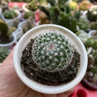 XƯƠNG RỒNG BÁNH SINH NHẬT MINI 2CM