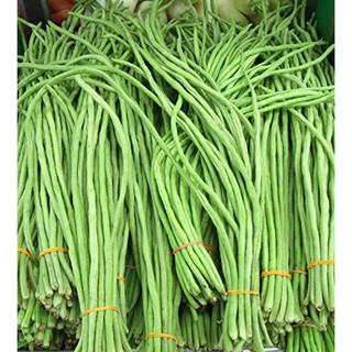 20gr - HẠT GIỐNG ĐẬU ĐŨA