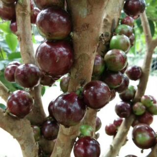 CÂY NHO THÂN GỖ TỨ QUÝ F1