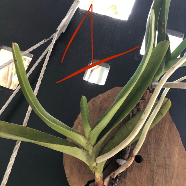 bạch nhạn cây to ra rễ