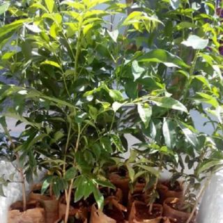 Cây giống mắc mật ( Combo 2 cây)
