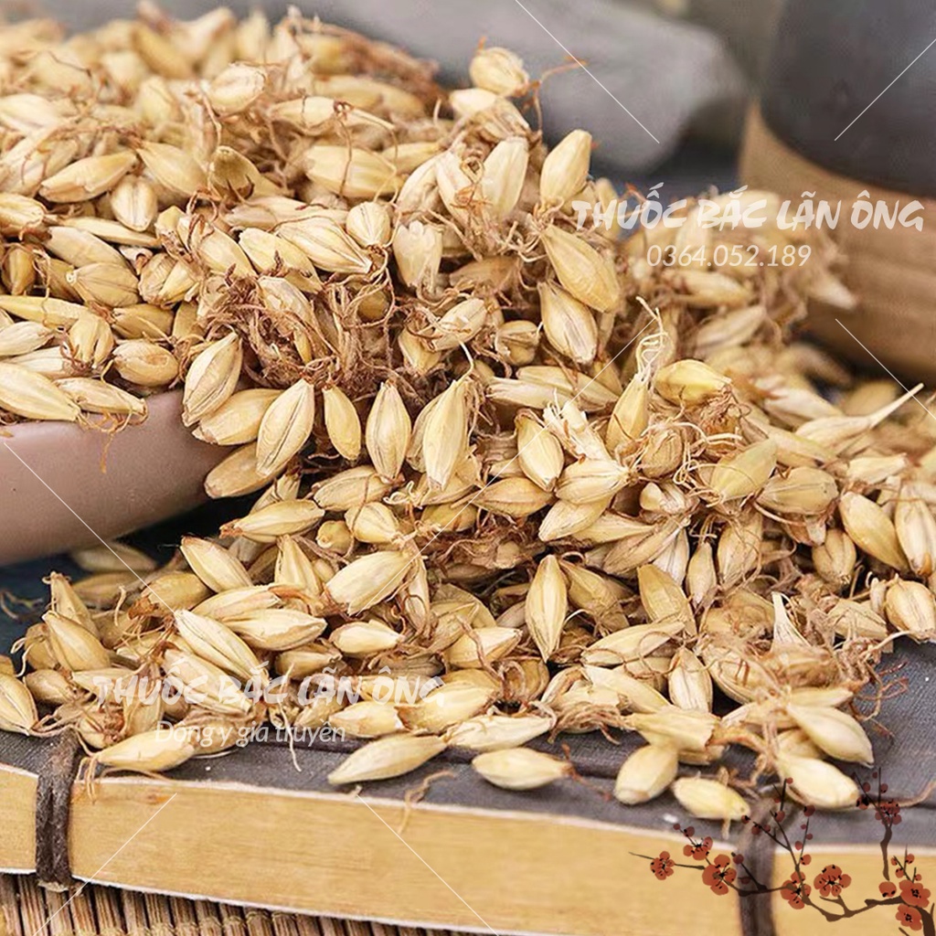 Mạch nha 500g (Mầm lúa mạch, hàng loại 1)