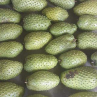 MÃNG CẦU XIÊM SẤY DẺO