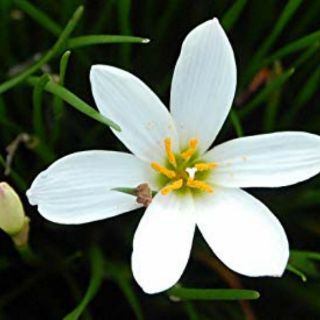 1Củ hoa hệ mưa màu trắng