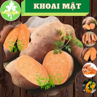 3 ký khoai mật củ nhỏ để hấp tươm mật tràn trề