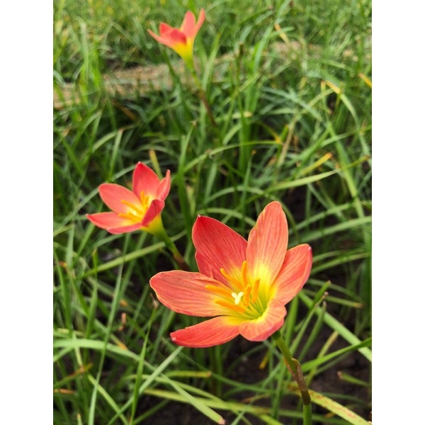 Củ huệ mưa ngoại Krakatau bảo hành mặt hoa