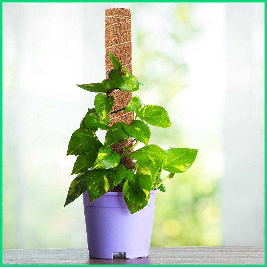 Cây Rêu Tự Nhiên Có Thể Uốn Cong Dùng Để Trồng Cây Monstera Và Chậu Trồng Cây Tự Nhiên