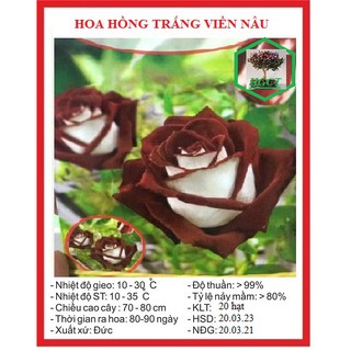 Hạt giống hoa hồng trắng viền nâu 20 hạt - tặng kèm 3 viên nén kích thích ươm hạt -DC