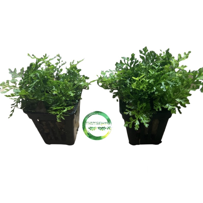 Dương xỉ châu phi mini - cây thuỷ sinh | cây dương xỉ thuỷ sinh