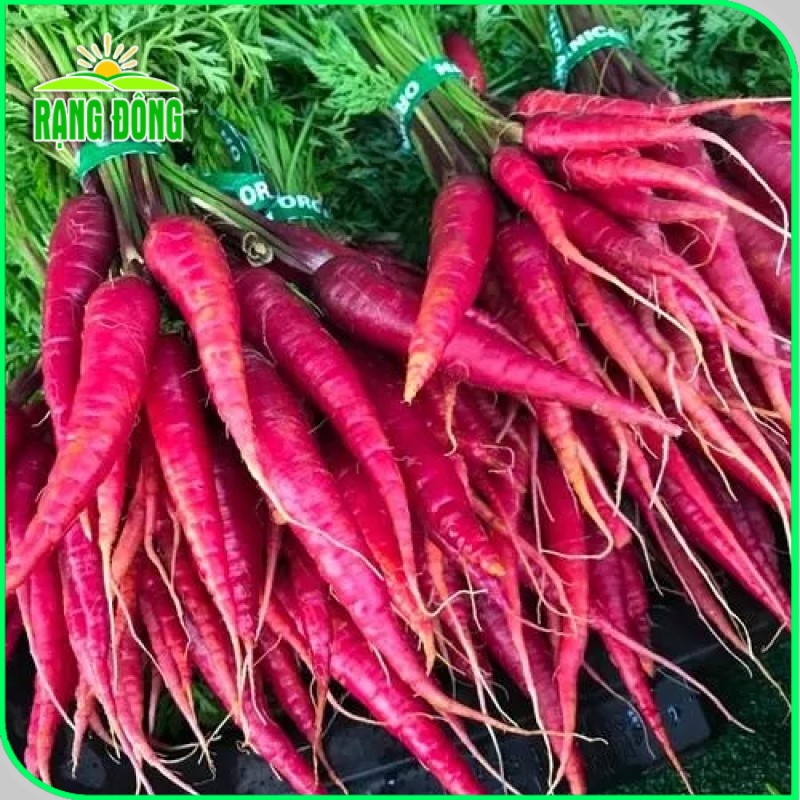 Hạt giống Cà Rốt Đỏ dễ chăm sóc, trồng quanh năm, củ to, dài (gói 5 gr) - Hạt giống Rạng Đông